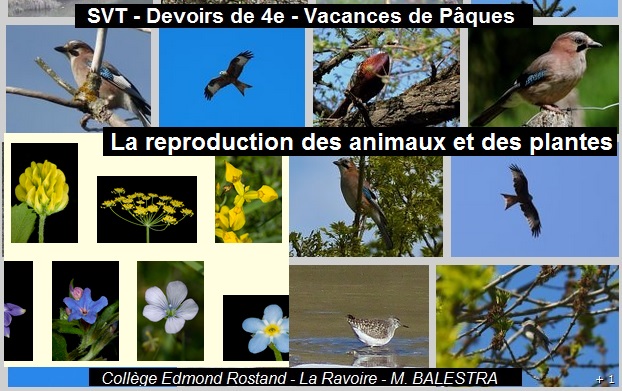 Le reproduction chez les plantes et les animaux.